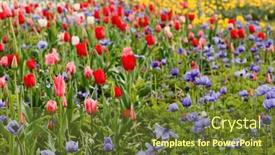  Presentation with gardens - Presentation theme enhanced with colorful-spring-flowers background and a  colored foreground