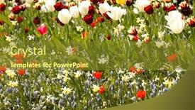  Presentation with gardens - Slides enhanced with colorful-spring-flowers background and a gold colored foreground