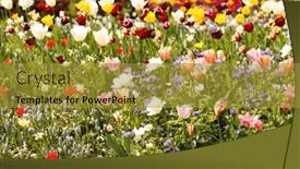  Presentation with gardens - Presentation theme having colorful-spring-flowers background and a gold colored foreground