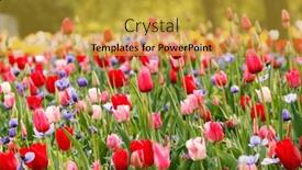  Presentation with gardens - Presentation design consisting of colorful-spring-flowers background and a gold colored foreground