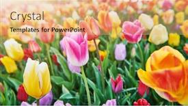  Presentation with tulips - Presentation theme enhanced with colorful-spring-tulips-flowers-blossoming background and a coral colored foreground