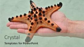 Presentation with starfish - Amazing slides having colorful-starfish-in-human-hand backdrop and a light gray colored foreground