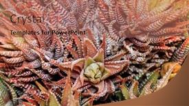  Presentation with succulent - PPT theme featuring colorful-succulent-desert-plant-selective background and a coral colored foreground