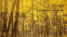  Presentation with clear - Presentation theme consisting of colorful sunny forest scene in autumn season with yellow trees in clear day background and a gold colored foreground