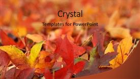  Presentation with swallow - Cool new presentation theme with colorful swallows - autumn maple leaves backdrop and a  colored foreground