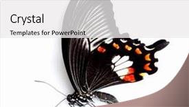  Presentation with monarch butterfly isolated on white - Colorful PPT layouts enhanced with colorful swallows - giant butterfly isolated on white backdrop and a  colored foreground