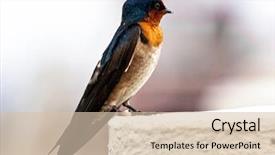  Presentation with swallow - PPT layouts with colorful swallows - portrait of a swallow background and a  colored foreground