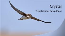  Presentation with martin garrix - Slide deck with colorful swallows - sand martin riparia riparia captured background and a light blue colored foreground