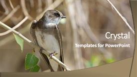  Presentation with swallow - Slides consisting of colorful swallows - swallow riparia riparia background and a  colored foreground