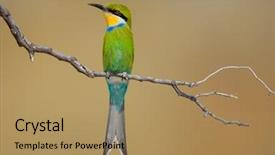  Presentation with south africa - Colorful presentation theme enhanced with colorful swallows - swallow-tailed bee-eater merops hirundineus south backdrop and a  colored foreground