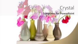  Presentation with peas - Theme with colorful sweet peas in little vases isolated over white background background and a white colored foreground