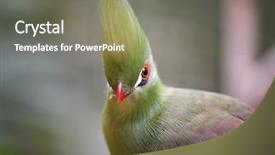  Presentation with tropical forest - Presentation with colorful tropical bird in the forest background and a gray colored foreground