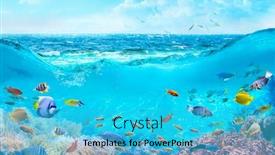  Presentation with sea coral - Audience pleasing slide set consisting of colorful-tropical-fish-in-coastal backdrop and a cyan colored foreground