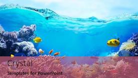  Presentation with tropical reef fish - Presentation theme consisting of colorful-tropical-fish-in-coastal background and a coral colored foreground