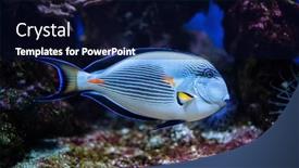  Presentation with tropical - PPT layouts featuring colorful-tropical-fish-sohal-surgeonfish background and a wine colored foreground
