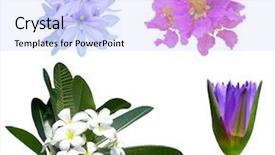  Presentation with colorful flower - Beautiful PPT layouts featuring speciosa - colorful tropical flower set isolated backdrop and a light blue colored foreground