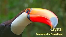  Presentation with colorful - Audience pleasing PPT layouts consisting of colorful tucan in the aviary backdrop and a tawny brown colored foreground