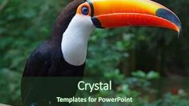  Presentation with colorful - Cool new presentation design with colorful tucan in the aviary backdrop and a tawny brown colored foreground