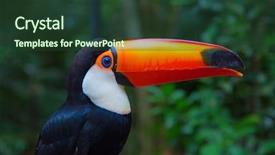  Presentation with colorful - Beautiful presentation theme featuring colorful tucan in the wild backdrop and a tawny brown colored foreground