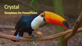  Presentation with colorful - Presentation theme featuring colorful tucan in the wild background and a tawny brown colored foreground
