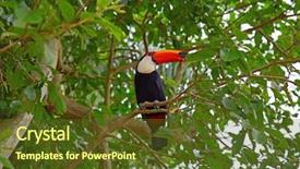  Presentation with colorful - Presentation enhanced with colorful tucan in the wild background and a tawny brown colored foreground