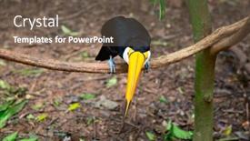  Presentation with colorful - PPT theme consisting of colorful-tucan-in-the-wild background and a tawny brown colored foreground
