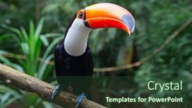  Presentation with colorful - Amazing theme having colorful-tucan-in-the-wild backdrop and a tawny brown colored foreground