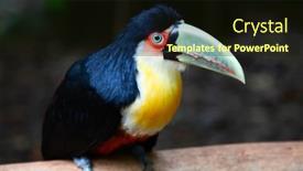  Presentation with colorful - Theme with colorful-tucan-in-the-wild background and a wine colored foreground
