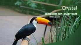  Presentation with colorful - Slides having colorful-tucan-in-the-wild background and a tawny brown colored foreground