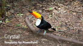  Presentation with colorful - PPT layouts featuring colorful-tucan-in-the-wild background and a tawny brown colored foreground