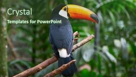  Presentation with colorful - Cool new slides with colorful-tucan-in-the-wild backdrop and a tawny brown colored foreground