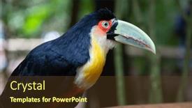  Presentation with colorful - Presentation design having colorful-tucan-in-the-wild and a  colored foreground