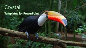  Presentation with colorful - Slide deck enhanced with colorful-tucan-in-the-wild and a  colored foreground