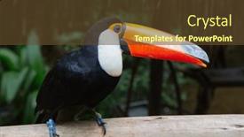  Presentation with colorful - Slide set consisting of colorful-tucan-in-the-wild and a  colored foreground