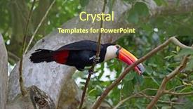  Presentation with colorful - Cool new presentation theme with colorful tucan in the wild backdrop and a  colored foreground