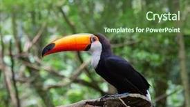  Presentation with colorful - Slide set consisting of colorful tucan in the wild background and a tawny brown colored foreground