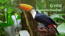  Presentation with colorful - Slide deck having colorful tucan in the wild background and a tawny brown colored foreground