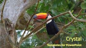  Presentation with colorful - Audience pleasing PPT theme consisting of colorful tucan in the wild backdrop and a  colored foreground