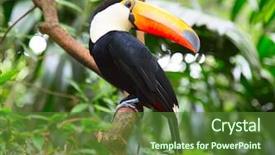  Presentation with colorful - Cool new slide deck with colorful tucan in the wild backdrop and a tawny brown colored foreground