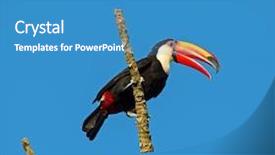  Presentation with blended colorful - PPT layouts consisting of colorful tucan in the wild background and a  colored foreground