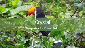  Presentation with colorful - Beautiful PPT layouts featuring colorful tucan in the wild backdrop and a  colored foreground