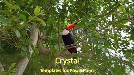  Presentation with colorful - Slide deck with colorful tucan in the wild background and a  colored foreground