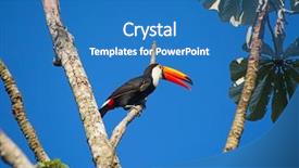  Presentation with colorful teeth mold - Theme enhanced with colorful tucan in the wild background and a teal colored foreground