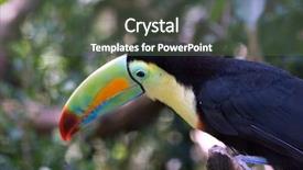  Presentation with zoo - Presentation featuring colorful tucan in zurich zoo background and a dark gray colored foreground