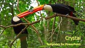  Presentation with colorful - Presentation featuring colorful tucans in the wild background and a tawny brown colored foreground