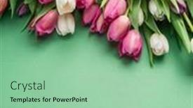  Presentation with tulip - Slide set featuring colorful-tulip-bouquet-on-green background and a mint green colored foreground