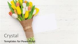  Presentation with greeting card - Presentation design enhanced with colorful-tulip-flowers-and-blank background and a sky blue colored foreground