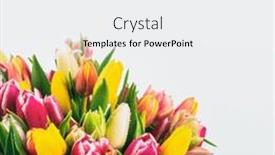  Presentation with tulip - 