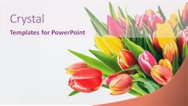  Presentation with tulip - 