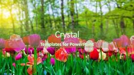 Presentation with colorful flower - PPT theme with colorful tulip flowers background and a tawny brown colored foreground